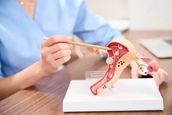 selective-focus-of-uterus-model-showing-partial-fe-2024-10-18-17-36-51-utc